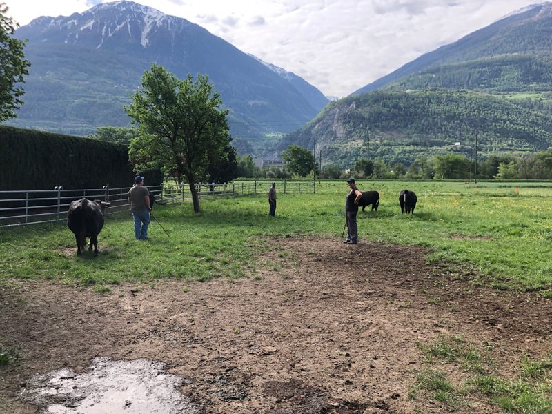 Erlebnisbericht: Von wilden Kühen und gelassenen Bauern