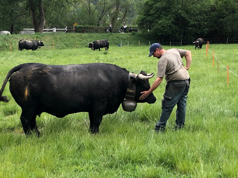 Erlebnisbericht: Von wilden Kühen und gelassenen Bauern