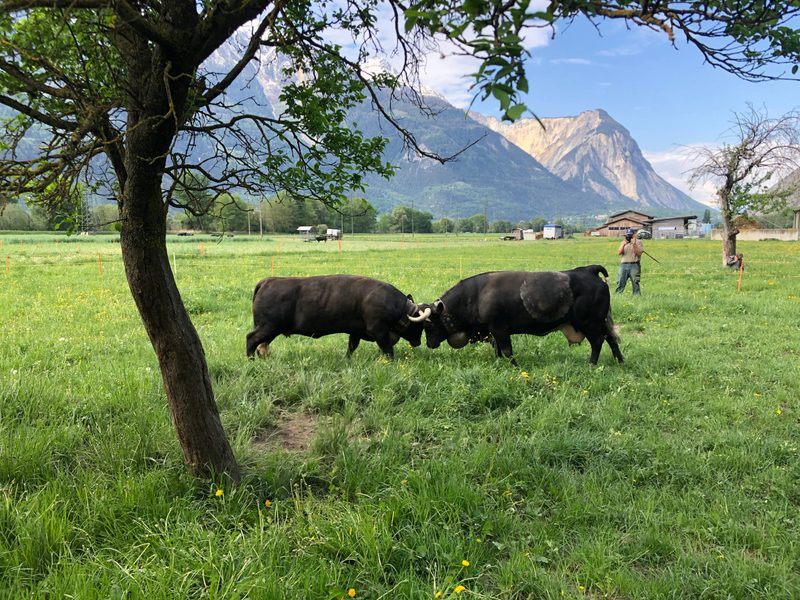 Erlebnisbericht: Von wilden Kühen und gelassenen Bauern