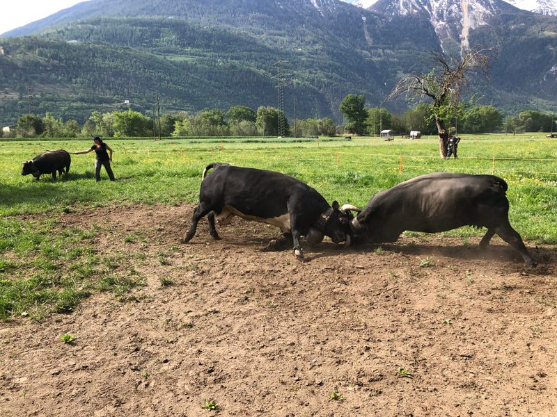Erlebnisbericht: Von wilden Kühen und gelassenen Bauern
