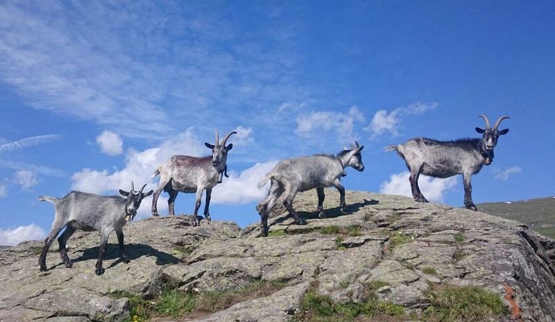 Vielgestaltiges Meckern: Schweizer Ziegenrassen im Überblick