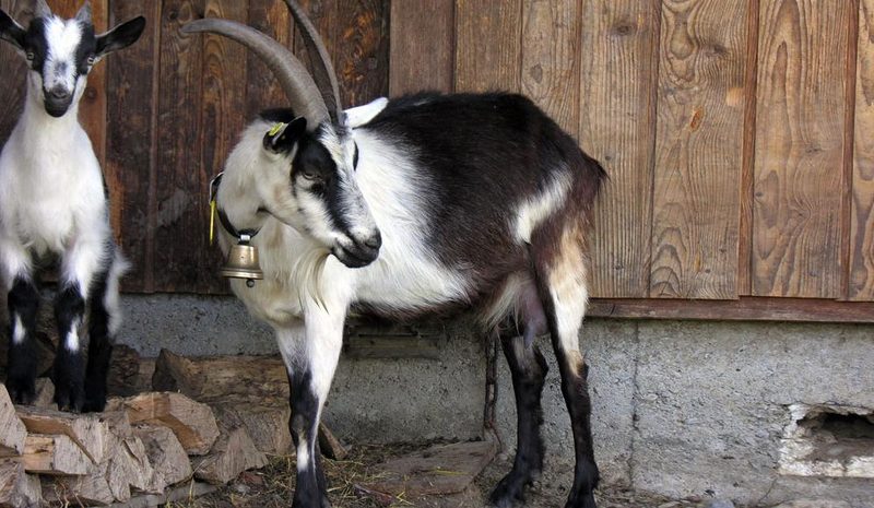 Vielgestaltiges Meckern: Schweizer Ziegenrassen im Überblick
