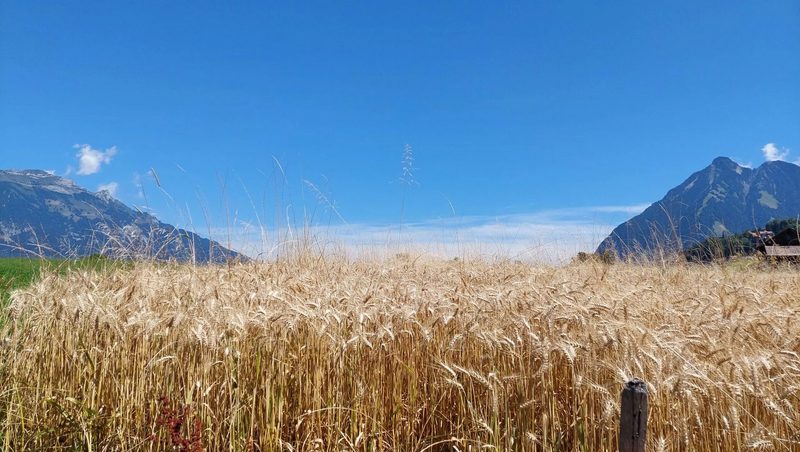 Regional anbauen und verarbeiten – gelungen mit der Kornmühle Sachseln