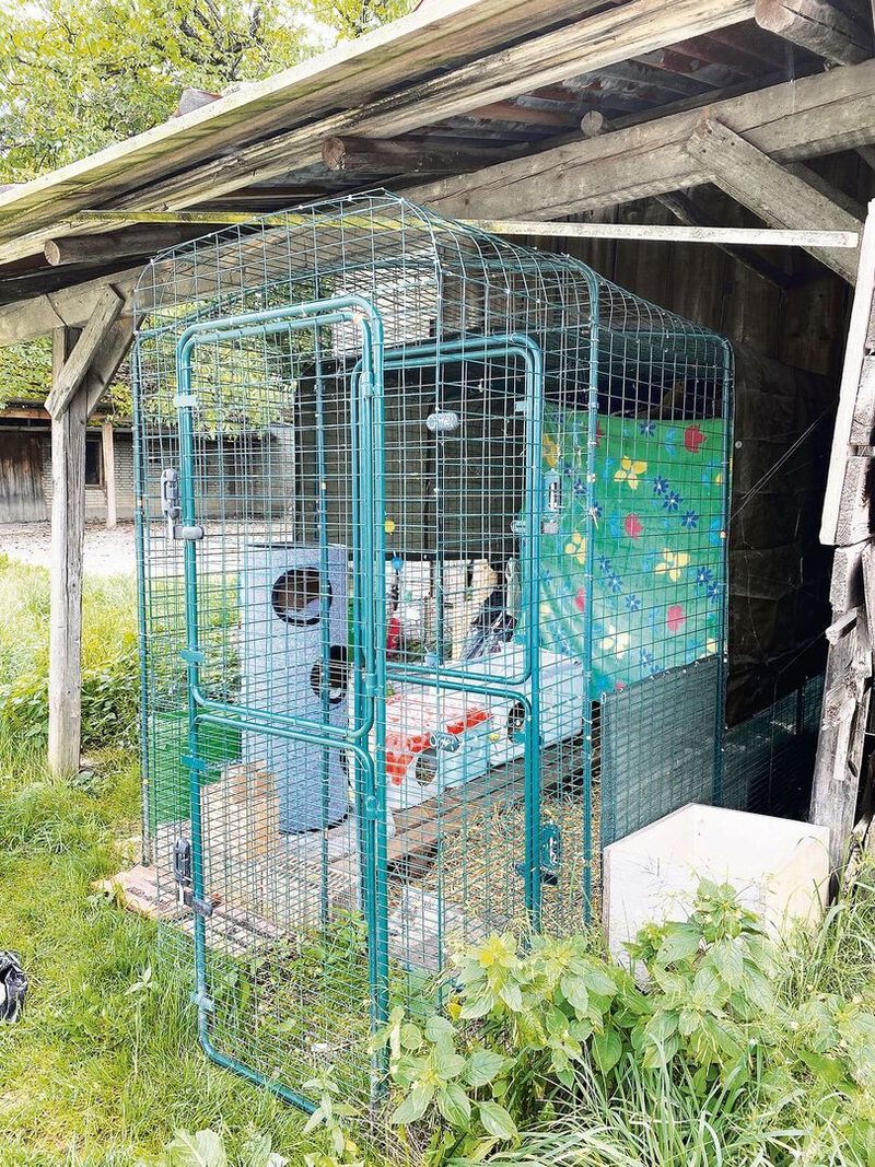 Plätze für Büsis auf Bauernhöfen gesucht
