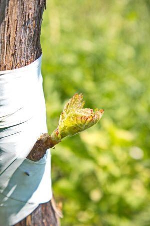 Weinbau: Geld und Zeit gespart mit Chip-Budding
