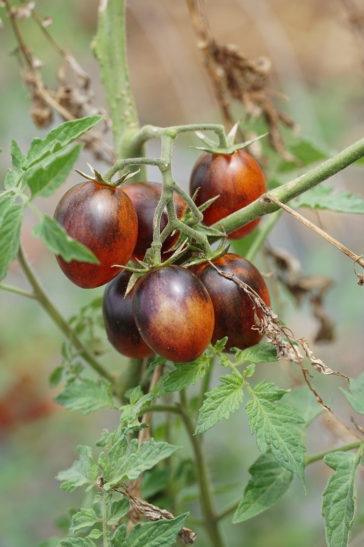 Resistente Tomatensorten bringen mehr Ertrag – und Gartenfreude