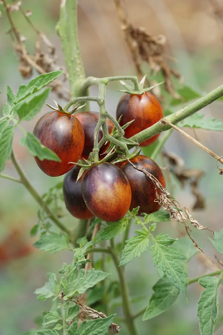 Resistente Tomatensorten bringen mehr Ertrag – und Gartenfreude