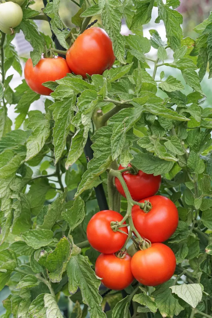 Resistente Tomatensorten bringen mehr Ertrag – und Gartenfreude