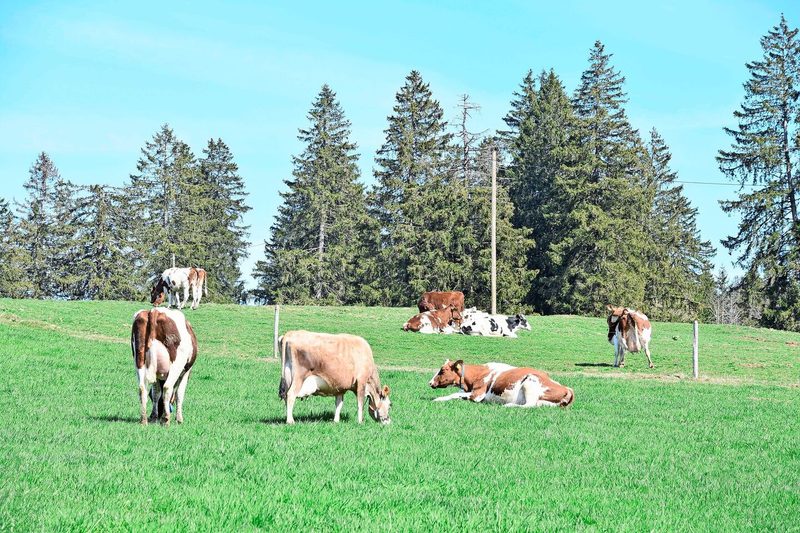 Bis jetzt war die rote Farbe in der Herde noch dominant. Nur einzelne Jersey- und Holsteintiere werden gehalten. In ein paar Jahren sollte die Kuhherde komplett genetisch hornlos sein.