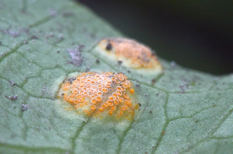 Gemüsebau: Ernteerschwernisse bei allen Freiland-Frühkulturen