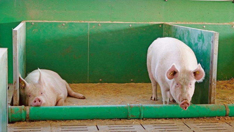 Zwei Galtsauen in ihrer Liegenische: Die eine hat sich hingelegt, die andere steht.
