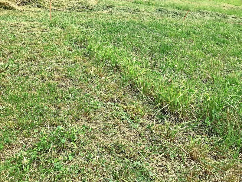 Schnitthöhe links: 3 cm; rechts: 9 cm. Bild des Aufwuchses eine Woche nach dem Schnitt.