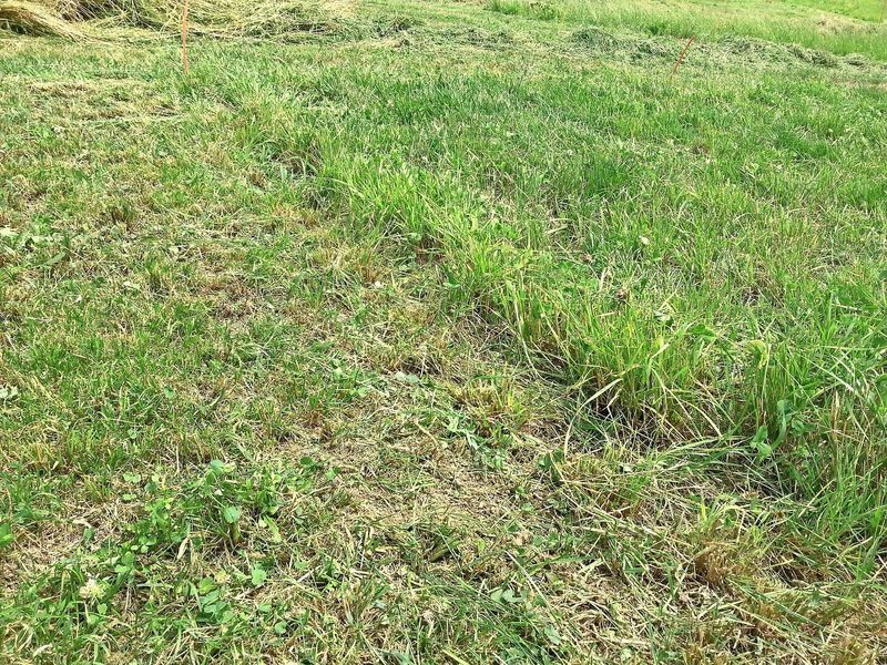 Schnitthöhe links: 3 cm; rechts: 9 cm. Bild des Aufwuchses eine Woche nach dem Schnitt.