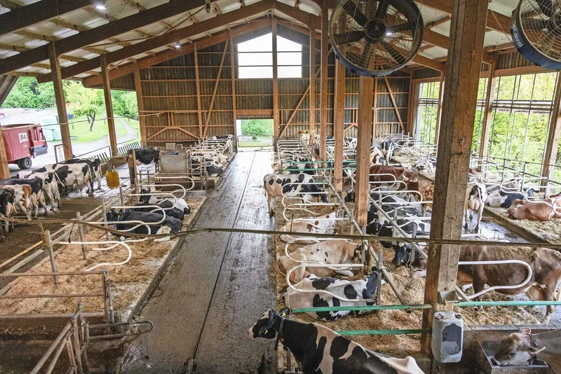Der Milchviehstall bietet Platz für 80 Milchkühe. Beim Stall wurde viel Wert auf eine hohe Bauweise mit viel Luft gelegt.