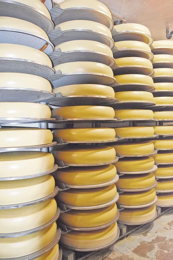 Da schlägt jedes Käserherz höher: Hier ist ein Emmentaler-AOP-Laib um die 90 kg schwer.