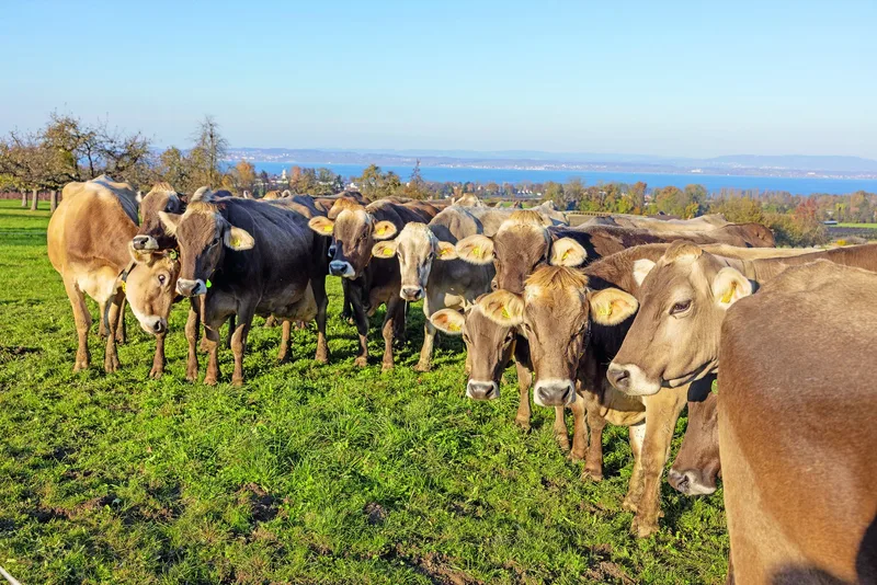 Eine Herde Braunvieh auf der Weide