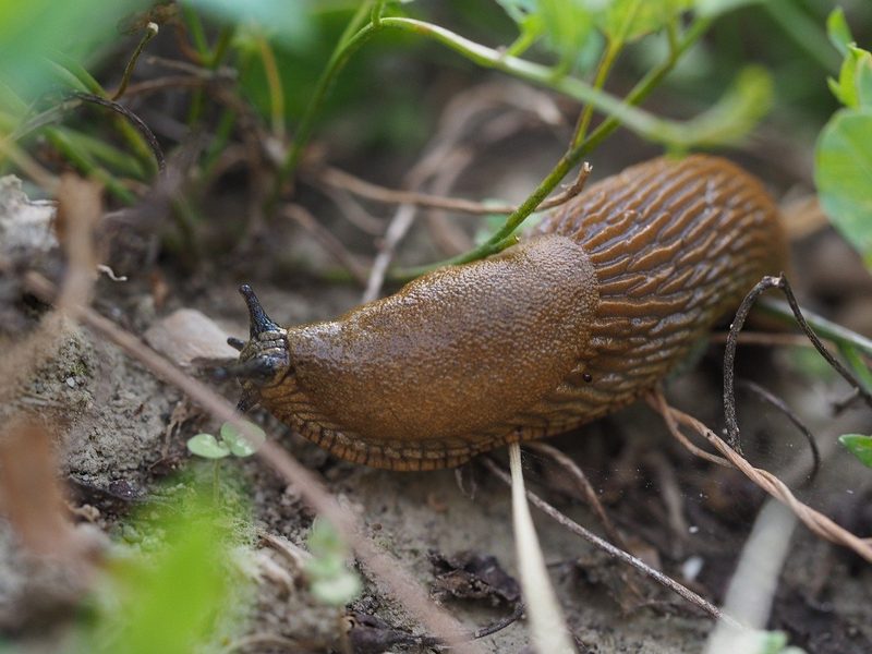Schneckenbekämpfung im Garten ohne Schneckenkörner