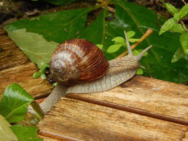Schneckenbekämpfung im Garten ohne Schneckenkörner