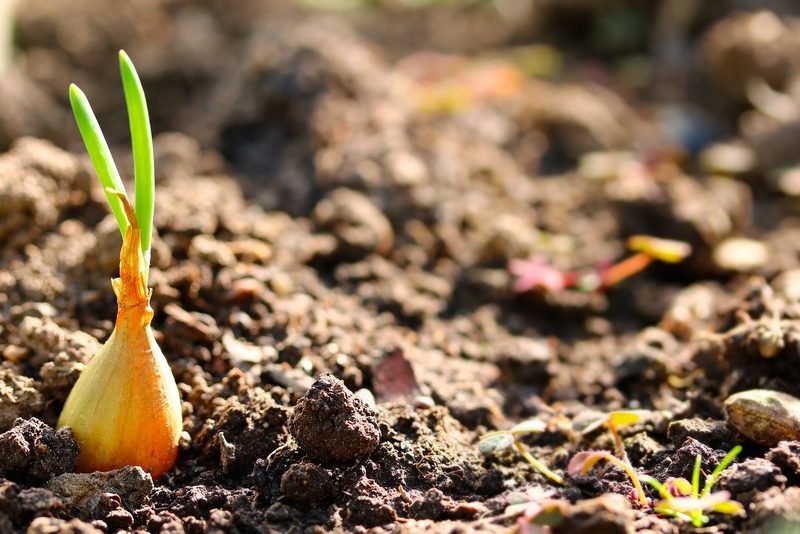 Schneckenbekämpfung im Garten ohne Schneckenkörner