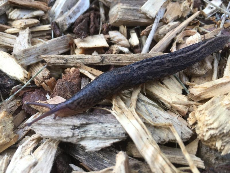 Schneckenbekämpfung im Garten ohne Schneckenkörner
