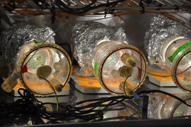 Die HAFL erforscht Biomasse nicht nur als Energiequelle