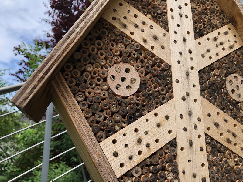 3'000 Franken für ein Projekt zugunsten der Biodiversität in und um Ihr Zuhause