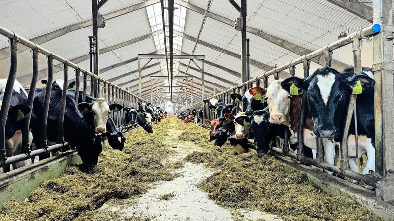 700 Holstein- und Red-Holstein-Milchkühe hält Elin Gunarsson auf ihrem 2550 ha grossen Milchwirtschaftsbetrieb. Hier ein Blick in den Stall mit den Nachzucht-Rindern. Die Dimensionen der Gebäude sind beeindruckend.