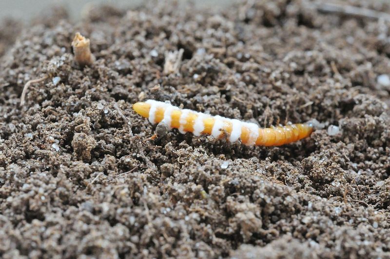 Der Pilz Metarhizium befällt Drahtwürmer gezielt und kann so als biologische Schädlingskontrolle eingesetzt werden. Sein Erfolg hängt stark von Bodenfeuchte und Temperatur ab.