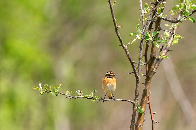 Vogelschutz: Die Vogelwarte gründet eine Aussenstelle in Graubünden