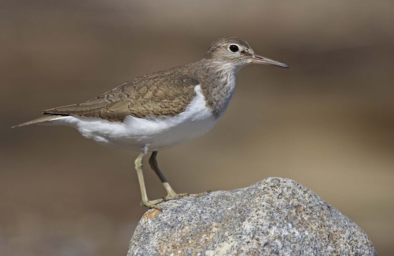 Vogelschutz: Die Vogelwarte gründet eine Aussenstelle in Graubünden