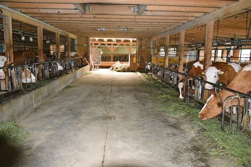 Im Stall stehen vorwiegend SF-Kühe mit viel Substanz. Eine problemlose Kuh mit hohen Gehaltswerten wird angestrebt.