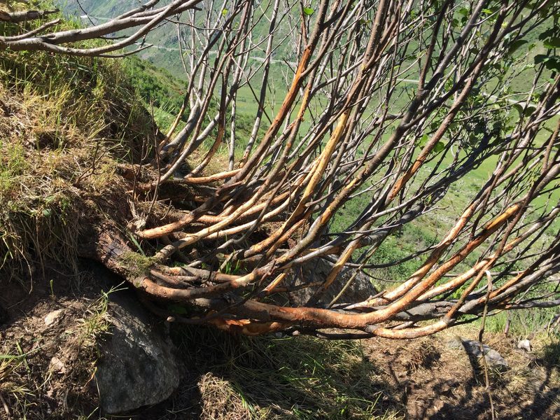Die Engadinerschafe verschlägt es wieder in die Büsche