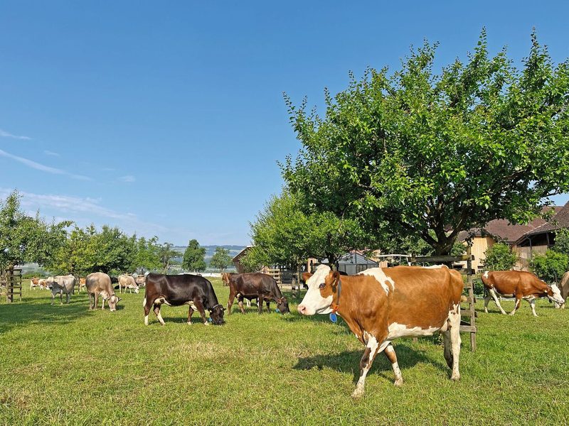 Die bunt gemischte Kuhherde steht auf der Weide, zwischen den Bäumen, und frisst Gras.