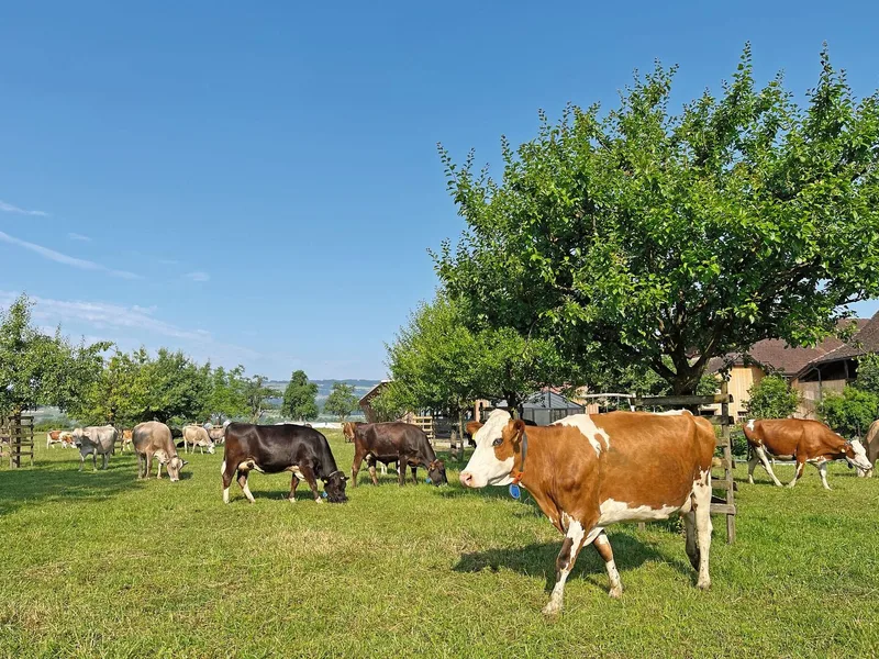 Die bunt gemischte Kuhherde steht auf der Weide, zwischen den Bäumen, und frisst Gras.