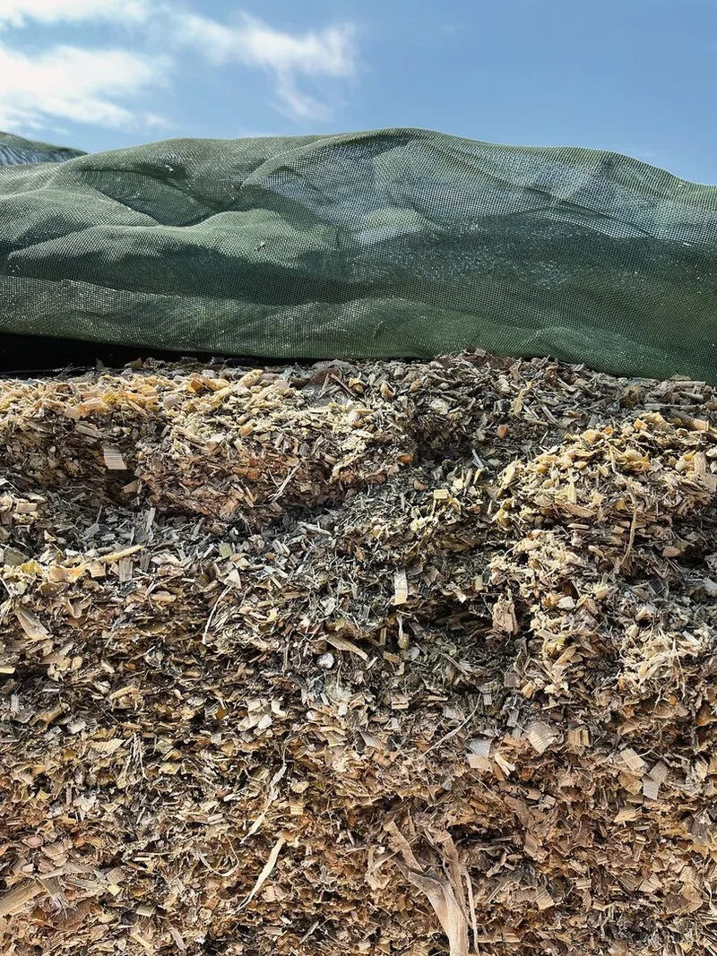 Nahaufnahme von Maissilage, die im Fahrsilo gelagert ist.