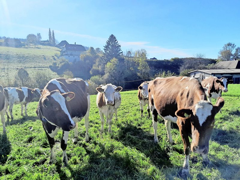 Neugierig, aber ruhig: Die Milchviehherde von Familie Eichenberge