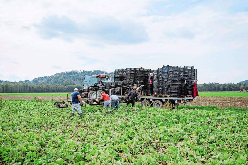 Der Hauptproduktionsbetrieb ist in Rafz ZH. Dort werden unter anderem Kürbisse und Spargeln angebaut, aber auch Getreide und Beeren.