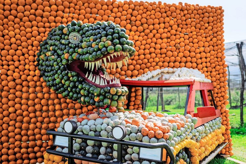 Die alljährliche Kürbisausstellung hat die Jucker Farm bekannt gemacht. An ihrem Anfang stand ein Zufall bzw. eine überraschend gute Ernte.