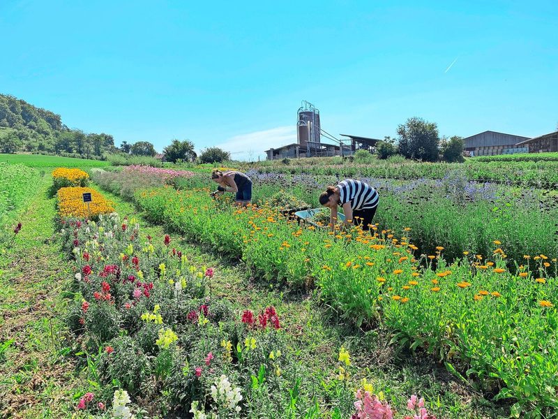 In Kloten locken zwei Hektaren mit Blumen zum selber schneiden. Der dortige Römerhof ist der kleinste der vier Jucker-Farm-Betriebe.