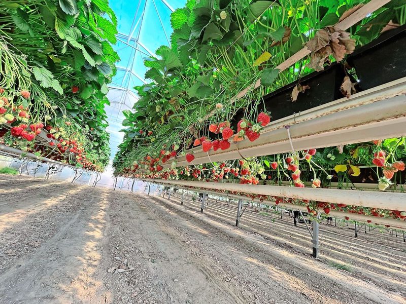 Auf einer Hektare wachsen im Gewächshaus Erdbeeren. Nach der ersten Ernte kommt ein zweiter Satz Erdbeeren hinein und im Juli ein dritter Satz.