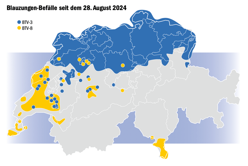 Was wir über Blauzunge wissen