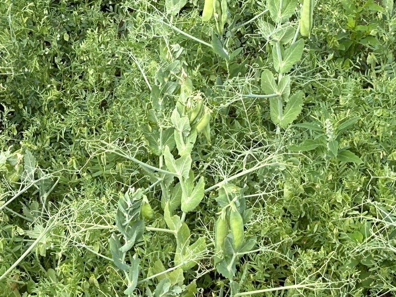 Biomahlweizen: Auf Sorten mit Qualität setzen