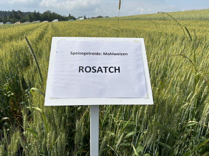 Biomahlweizen: Auf Sorten mit Qualität setzen