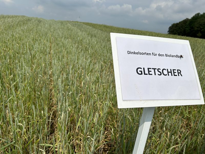 Biomahlweizen: Auf Sorten mit Qualität setzen