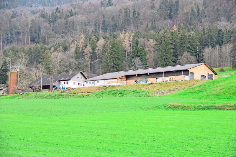 Der schöne Laufstall passt sich perfekt ins Gelände ein. Er ist 43 Meter lang und 27 Meter breit. Beim Bau wurde Wert auf viel Holz gelegt.