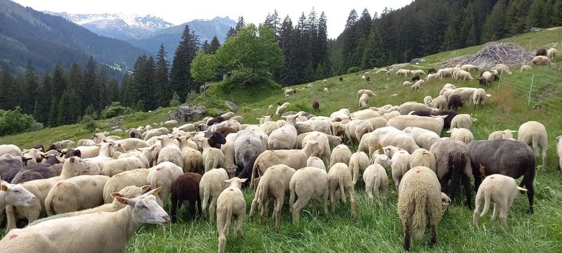 Zunehmend kurzfristige Absagen bei Alpstellen