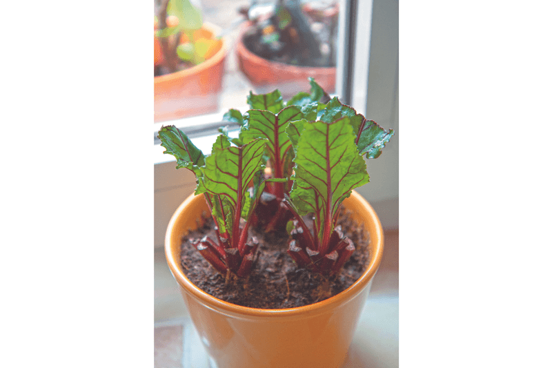 Regrowing als Trend: Neue Triebe aus Gemüseresten
