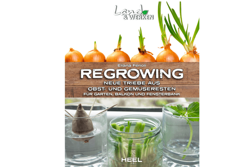 Regrowing als Trend: Neue Triebe aus Gemüseresten