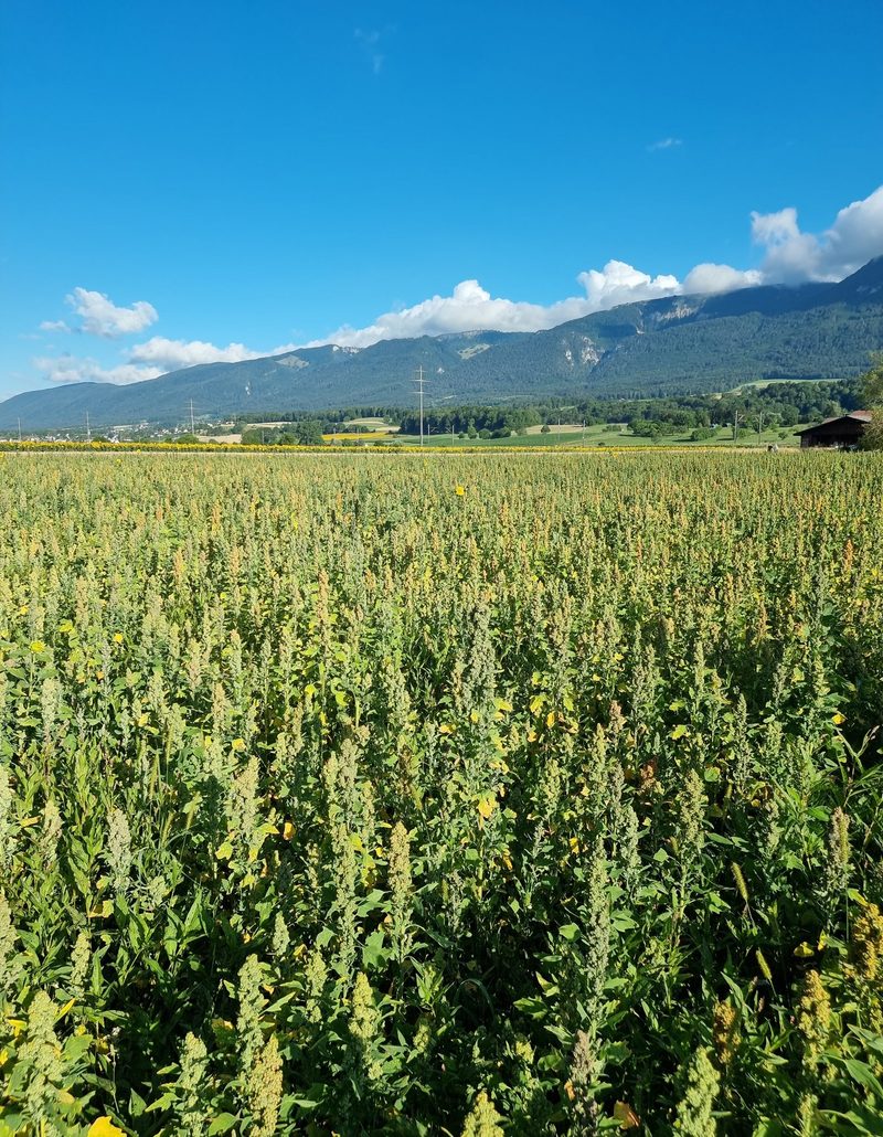 Quinoa – grosser Preisdruck bei der Wunderpflanze