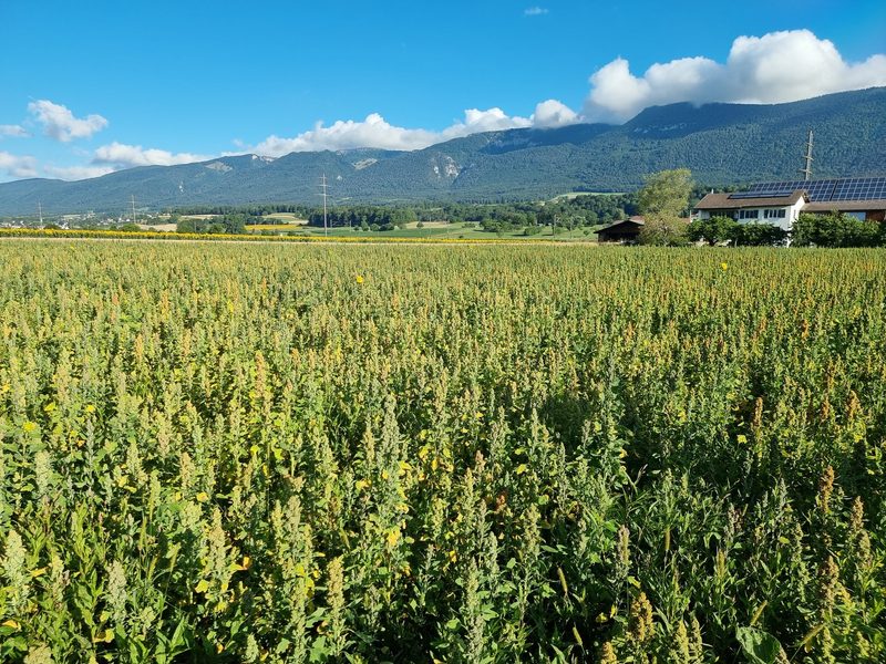 Quinoa – grosser Preisdruck bei der Wunderpflanze